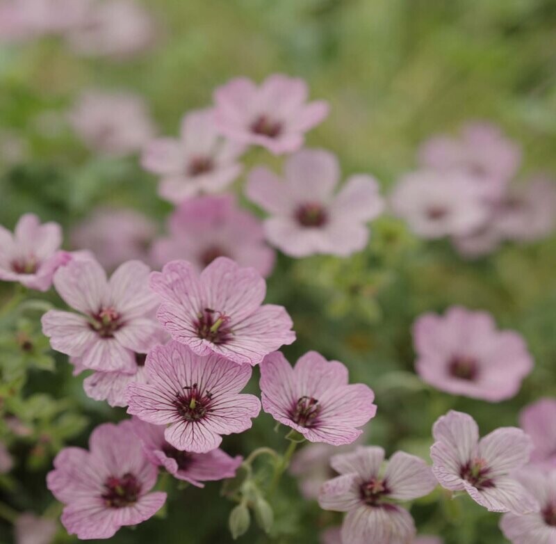 Geranium  'Jean Armour'