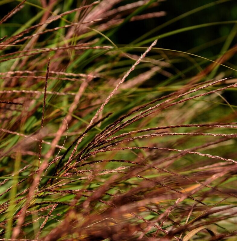 Miscanthus sinensis 'Purple Fall'