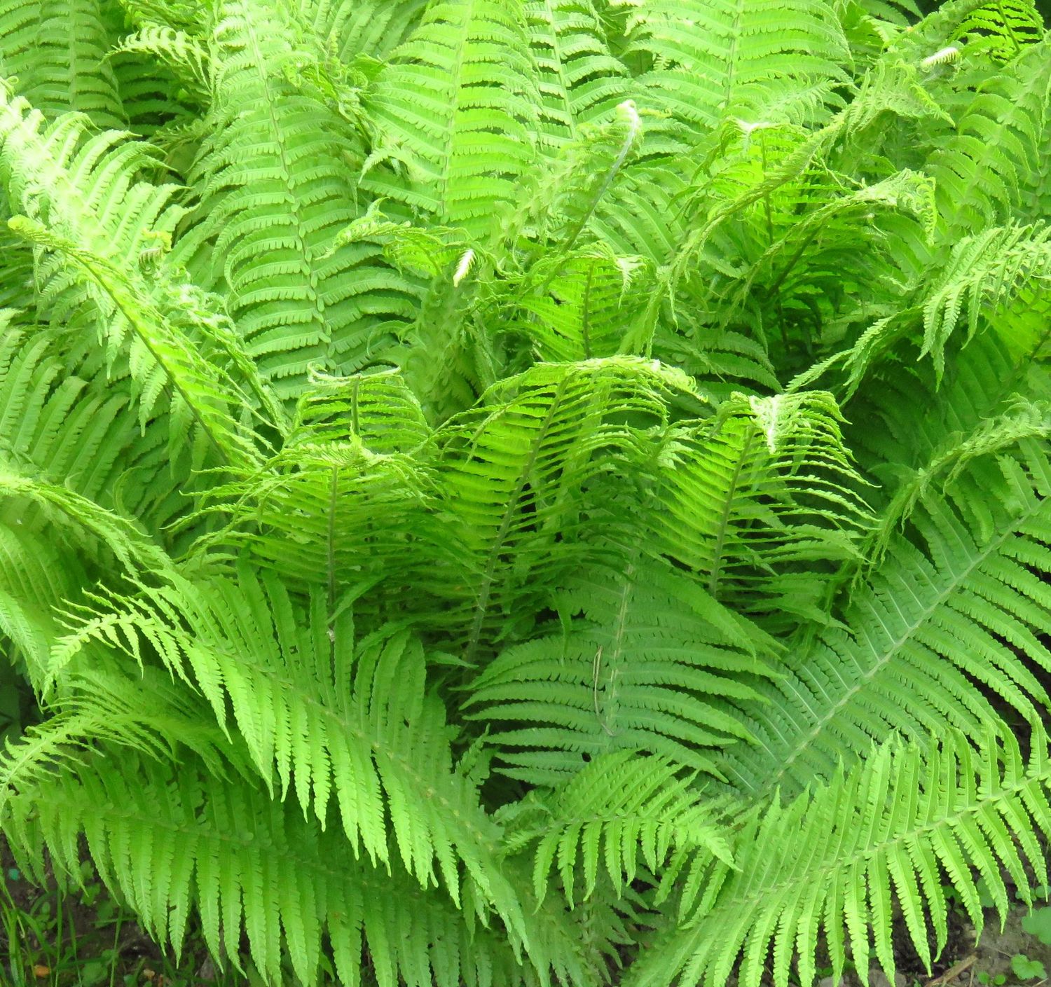 Athyrium Felix -femina Athyrium Felix -femina