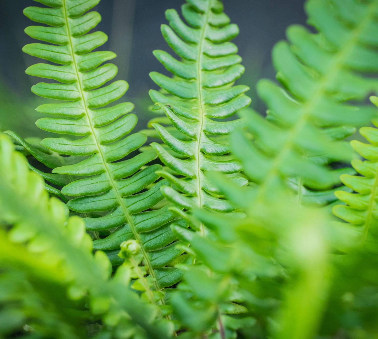Blechnum spicant Blechnum spicant
