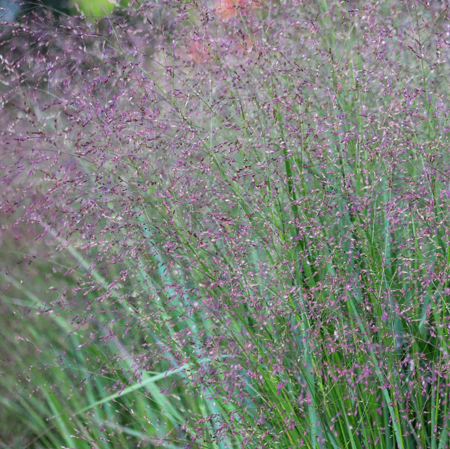 Panicum 'Emerald Chief' Panicum 'Emerald Chief'