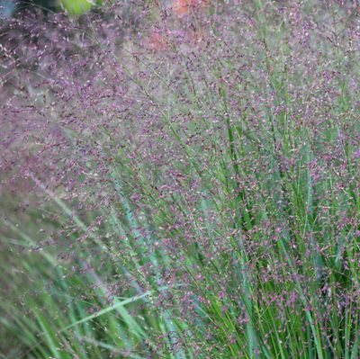 Panicum 'Emerald Chief' Panicum 'Emerald Chief'