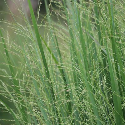 Panicum  virgatum 'Northwind'