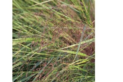 Panicum virgatum 'Heiliger Hain' Panicum virgatum 'Heiliger Hain'