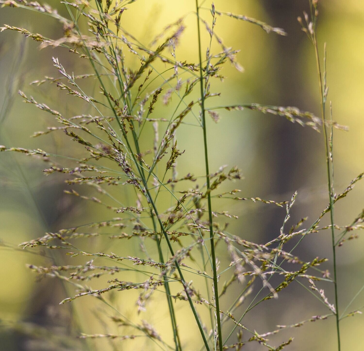 Molinia caerulea 'Poul Petersen'