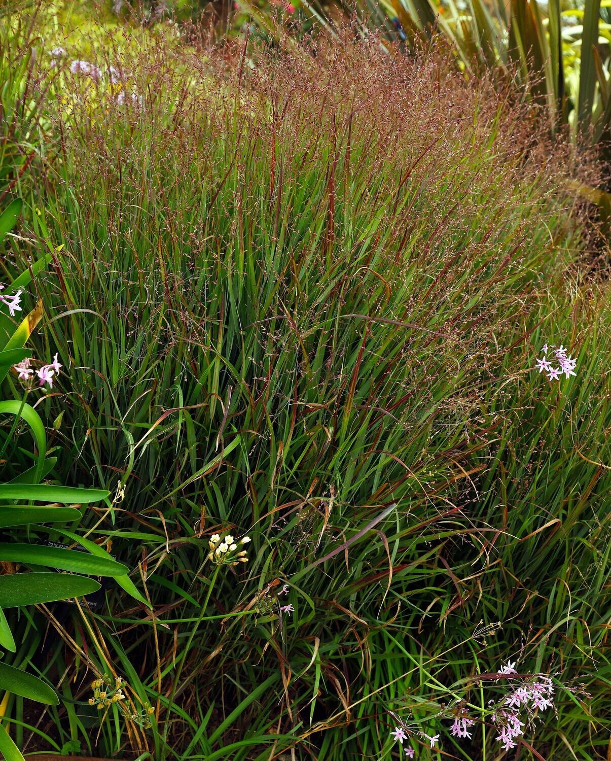 Panicum  virgatum 'Hanse Herms'