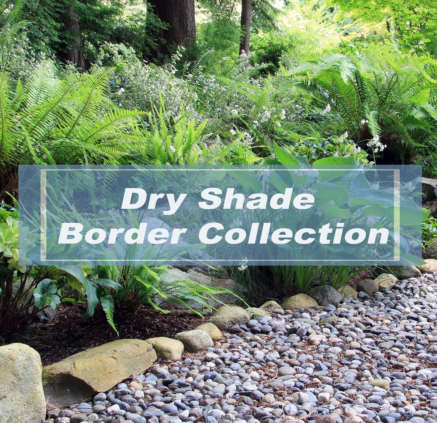 Dry Shade border collections