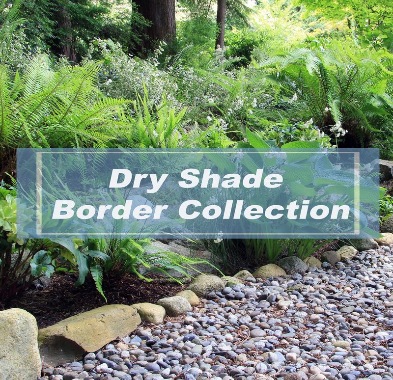 Dry Shade border collections