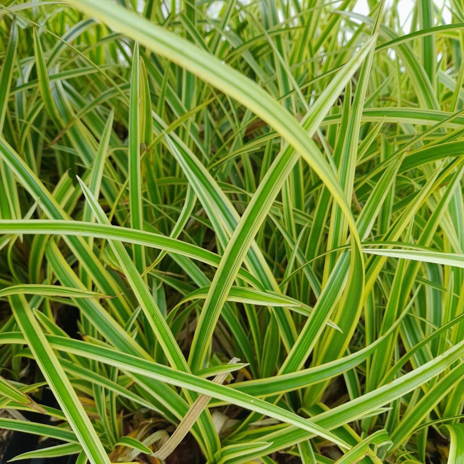 Carex morrowii 'Goldband' Carex morrowii 'Goldband'