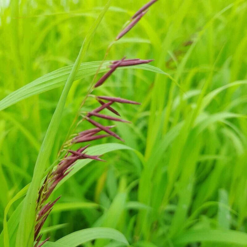 Melica Transsilvanica 'Red Spire'