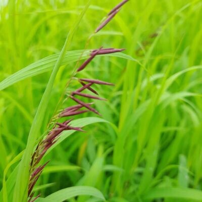 Melica Transsilvanica 'Red Spire'
