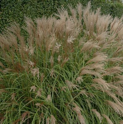 Miscanthus sinensis 'Adagio'
