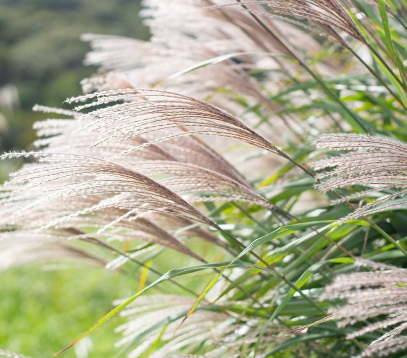 Miscanthus sinensis 'Graziella'