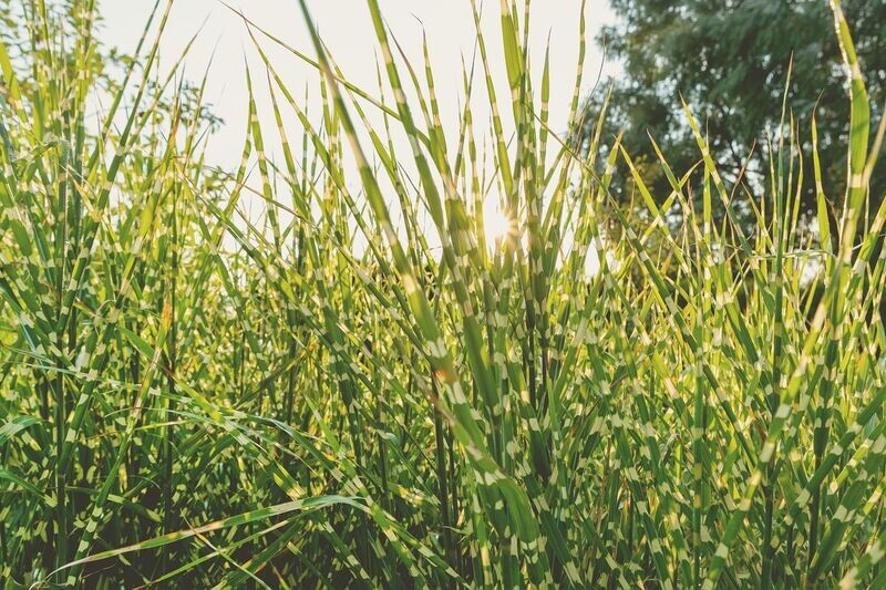 Miscanthus  sinensis 'Hinjo'