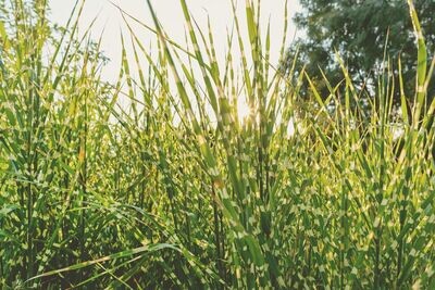 Miscanthus  sinensis 'Hinjo'