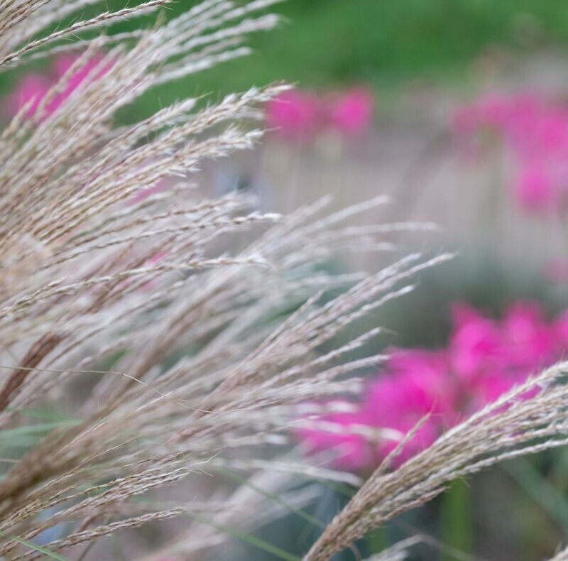 Miscanthus sinensis 'Gnome'
