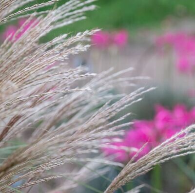 Miscanthus sinensis 'Gnome'