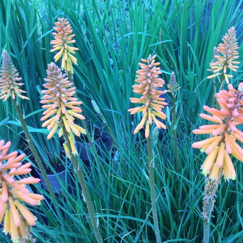 Kniphofia 'Fiery Fred' Kniphofia 'Fiery Fred'
