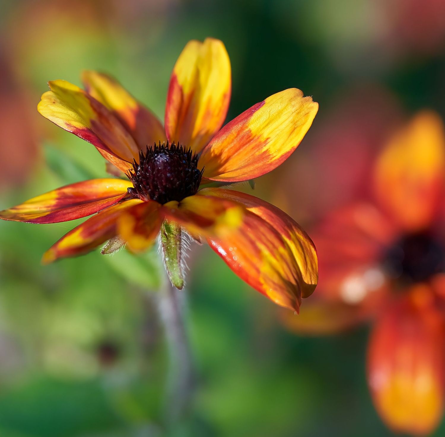 Rudbeckia triloba 'Prairie Glow' Rudbeckia triloba 'Prairie Glow'