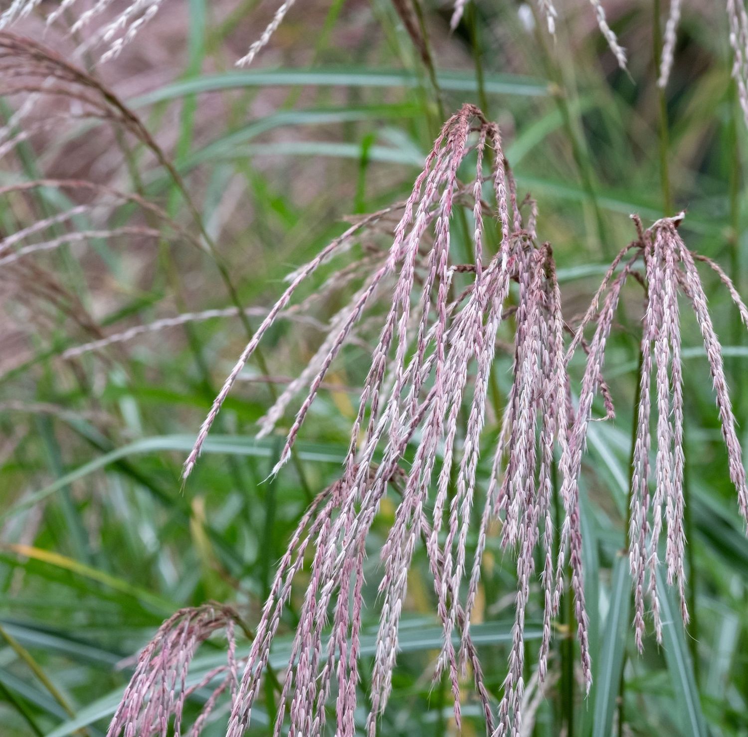 Miscanthus sinensis 'Flamingo'
