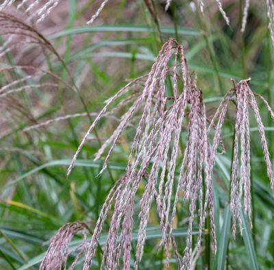 Miscanthus sinensis 'Flamingo'