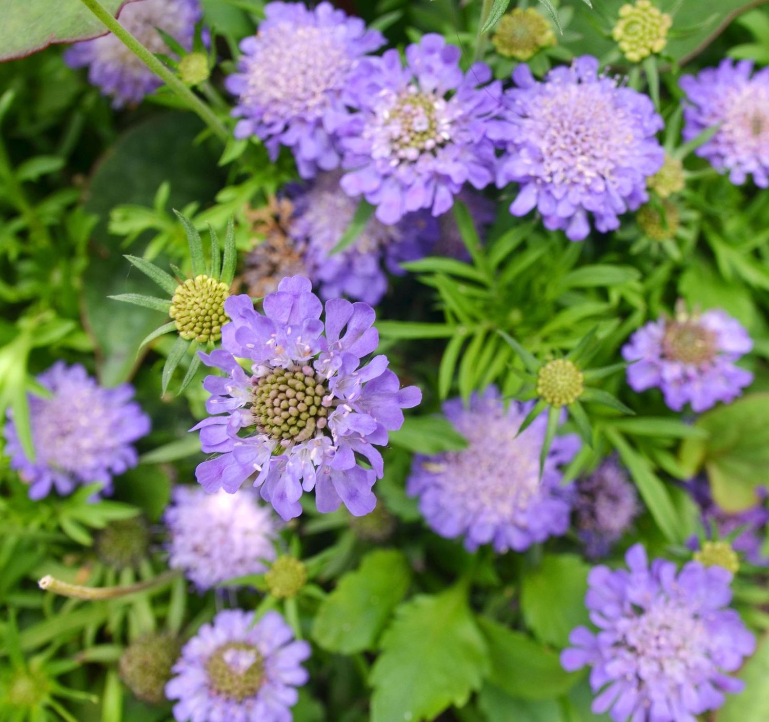 Scabiosa japonica 'Ritz Blue' Scabiosa japonica 'Ritz Blue'