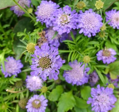 Scabiosa japonica 'Ritz Blue' Scabiosa japonica 'Ritz Blue'