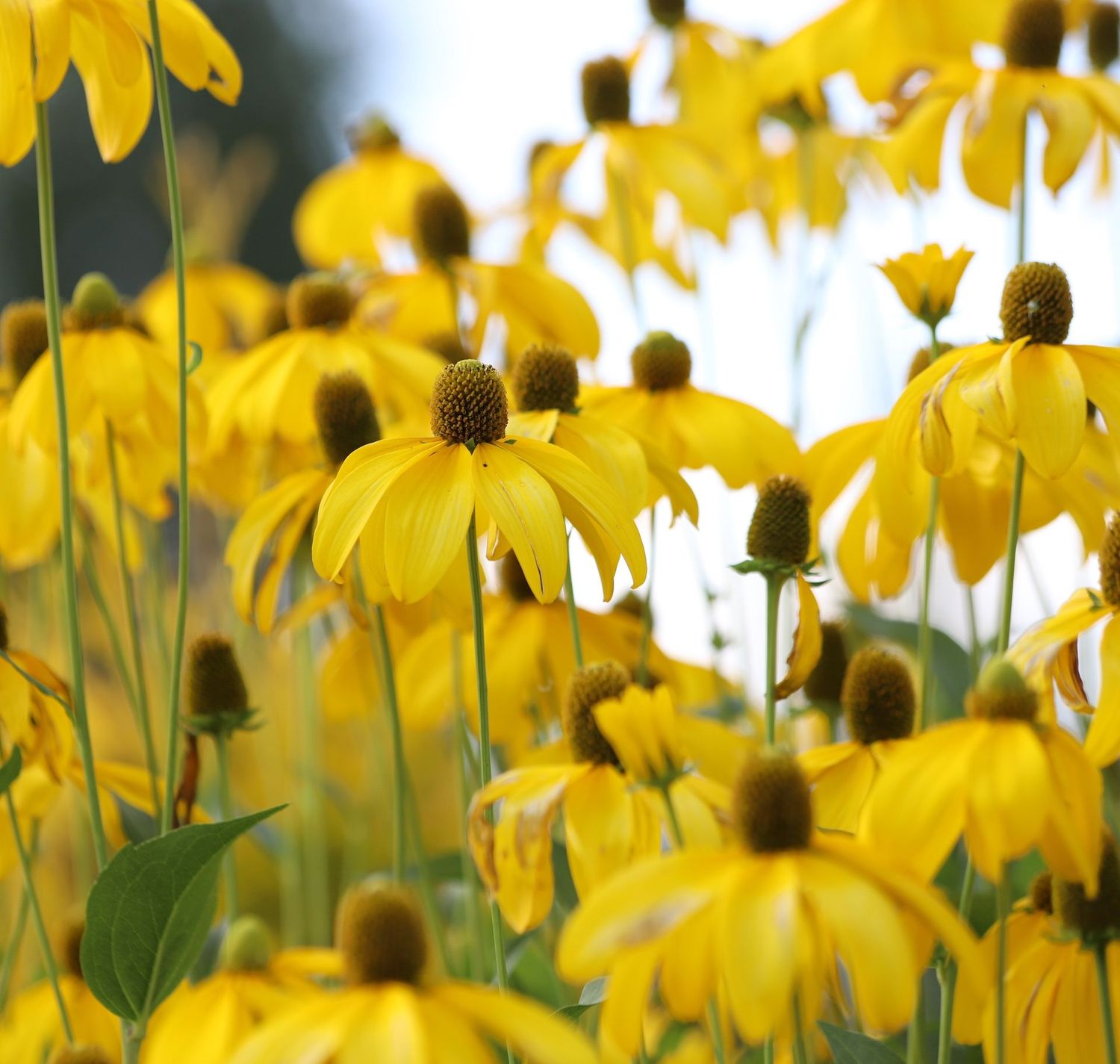 Rudbeckia Laciniata