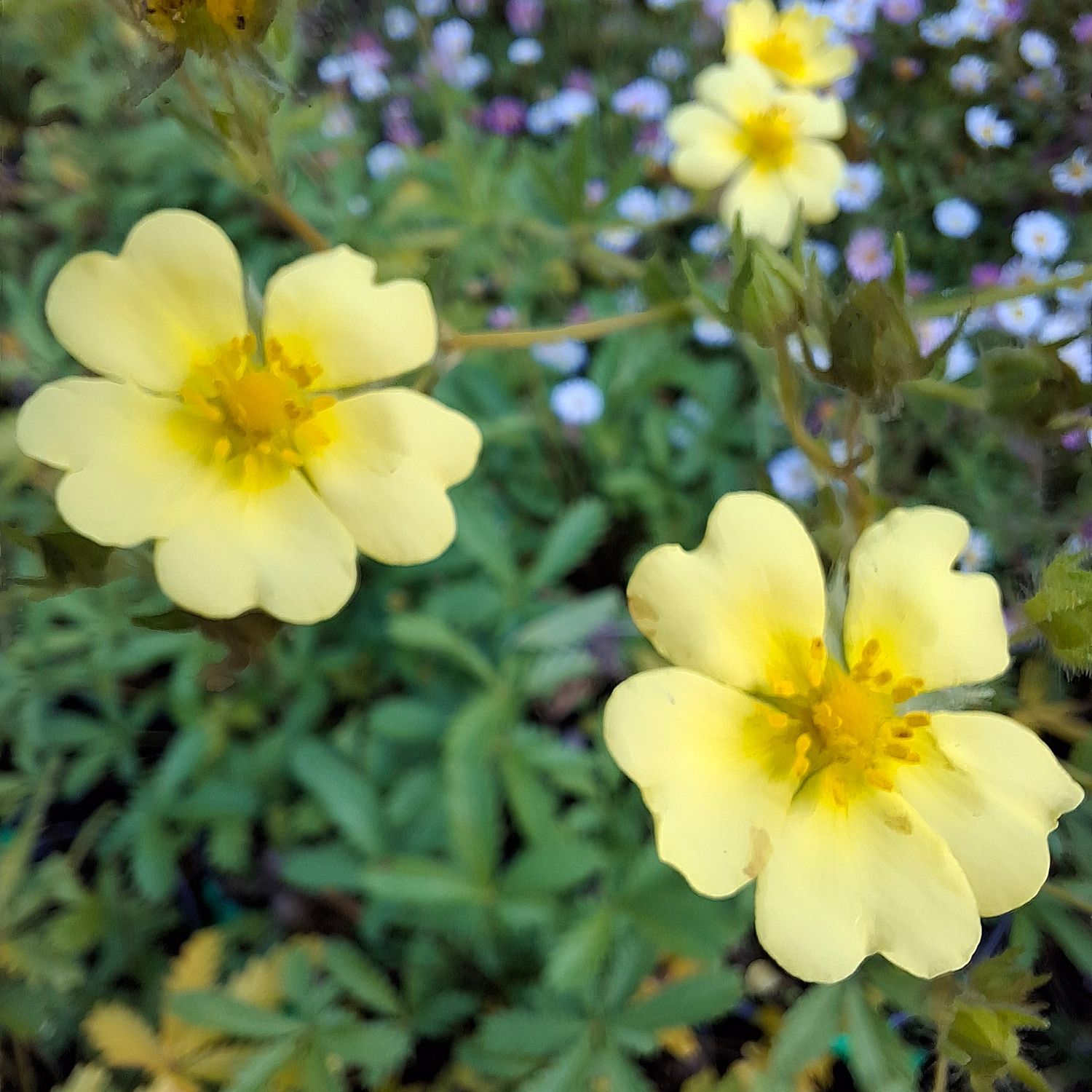 Potentilla recta Potentilla recta