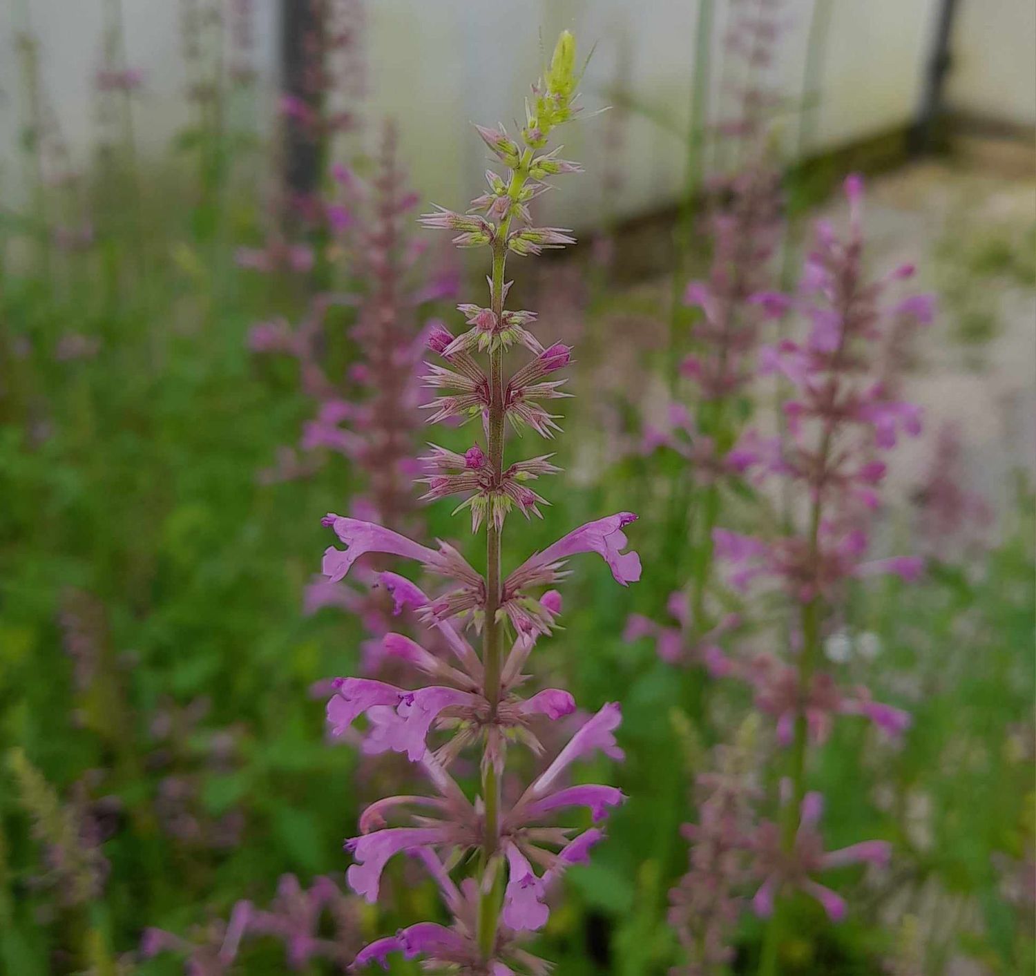 Agastache pallidiflora 'Rose Mint' Agastache pallidiflora 'Rose Mint'