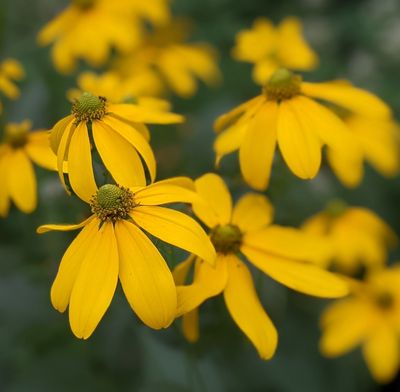 Rudbeckia Laciniata 'Herbstsonne'