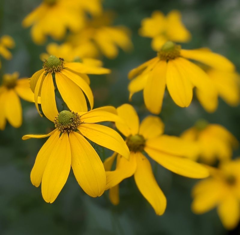 Rudbeckia Laciniata 'Herbstsonne'