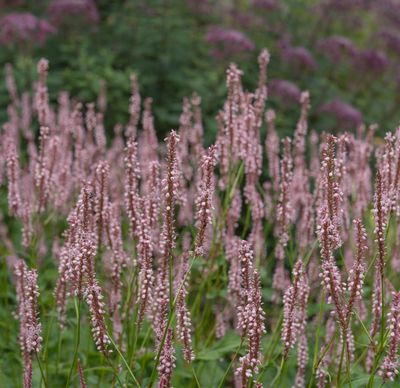 Persicaria amplexicaulis 'Rosea'