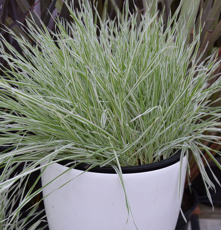 Holcus mollis 'Albovariegatus'