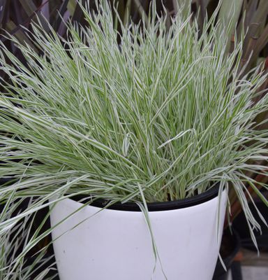 Holcus mollis 'Albovariegatus' Holcus mollis 'Albovariegatus'