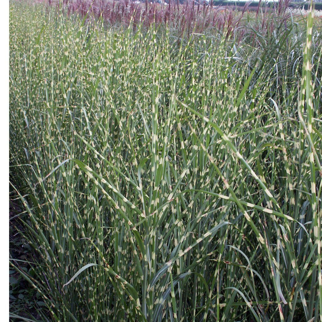 Miscanthus  sinensis 'Strictus'