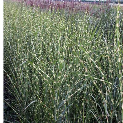 Miscanthus  sinensis 'Strictus'