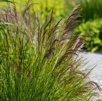 Deschampsia cespitosa 'Pixie Fountain'