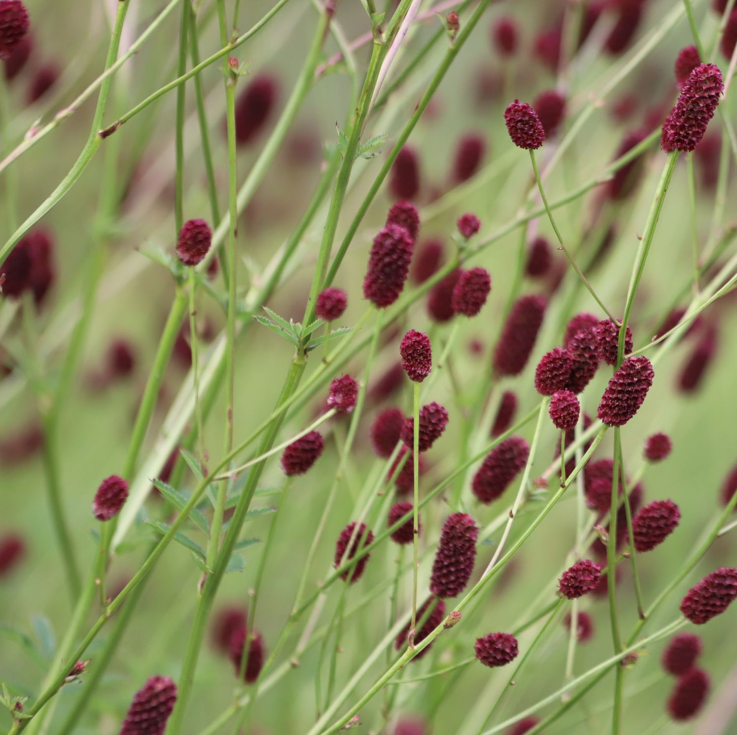 Sanguisorba officinalis 'Tanna'