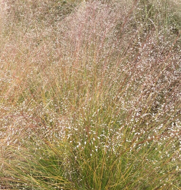 Sporobolus airoides Sporobolus airoides