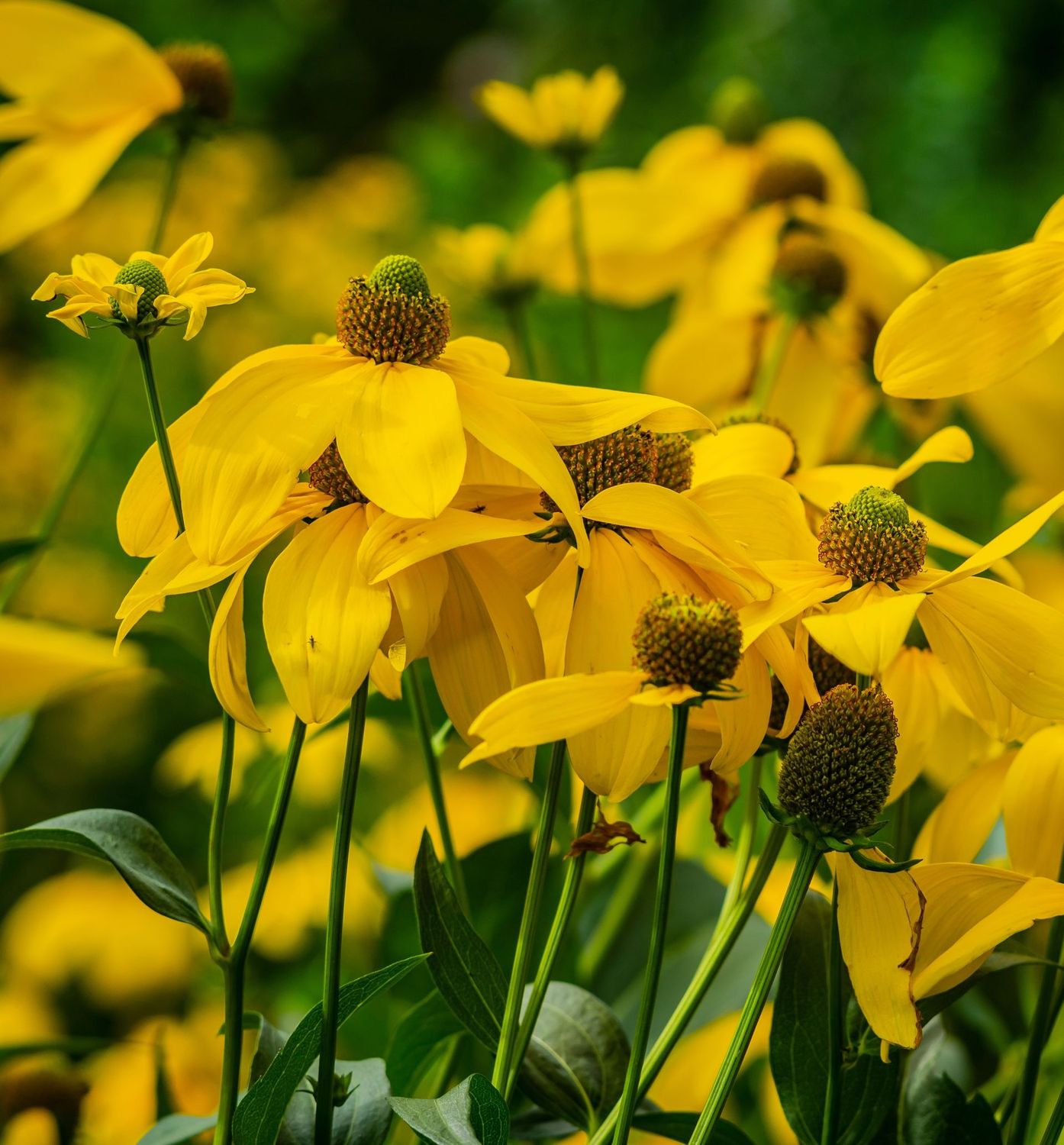 Rudbeckia Laciniata 'Juligold' Rudbeckia Laciniata 'Juligold'