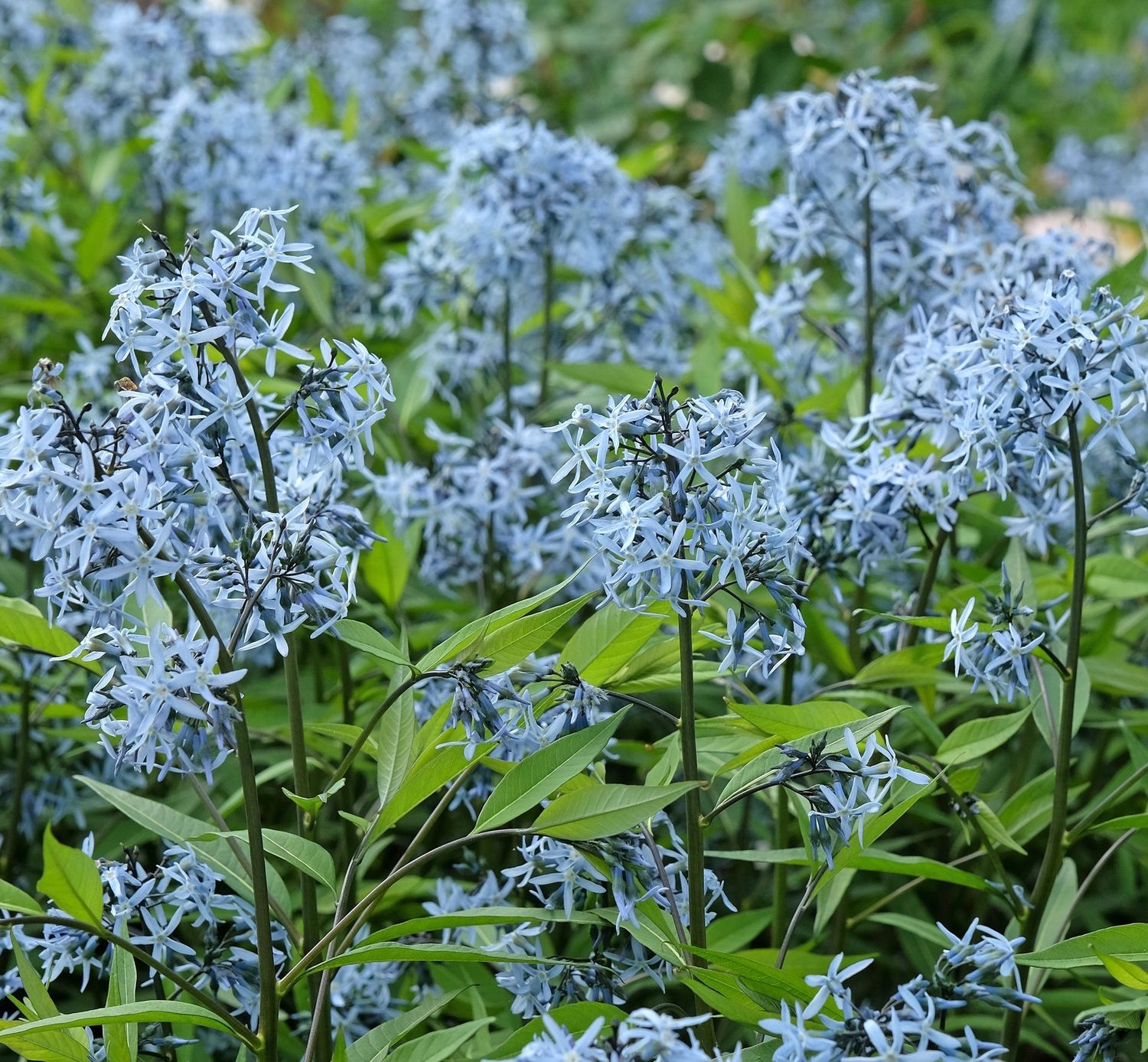 Amsonia tabernaemontana Amsonia tabernaemontana