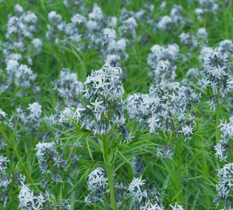 Amsonia hubrichtii Amsonia hubrichtii