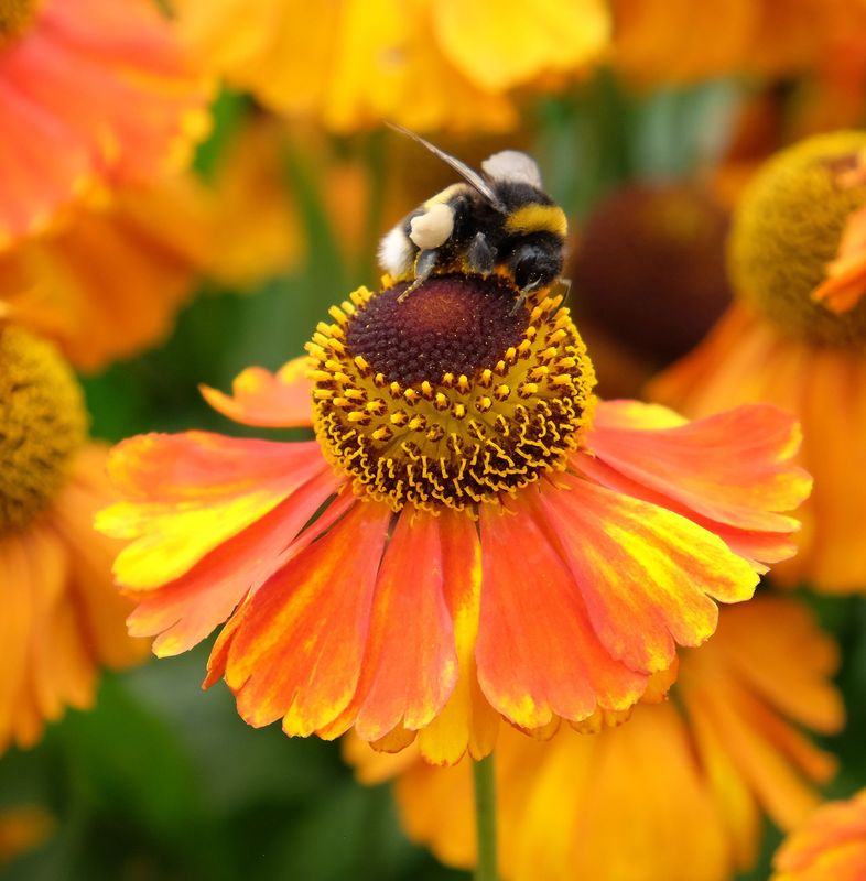 Helenium 'Sahins early Flowerer'