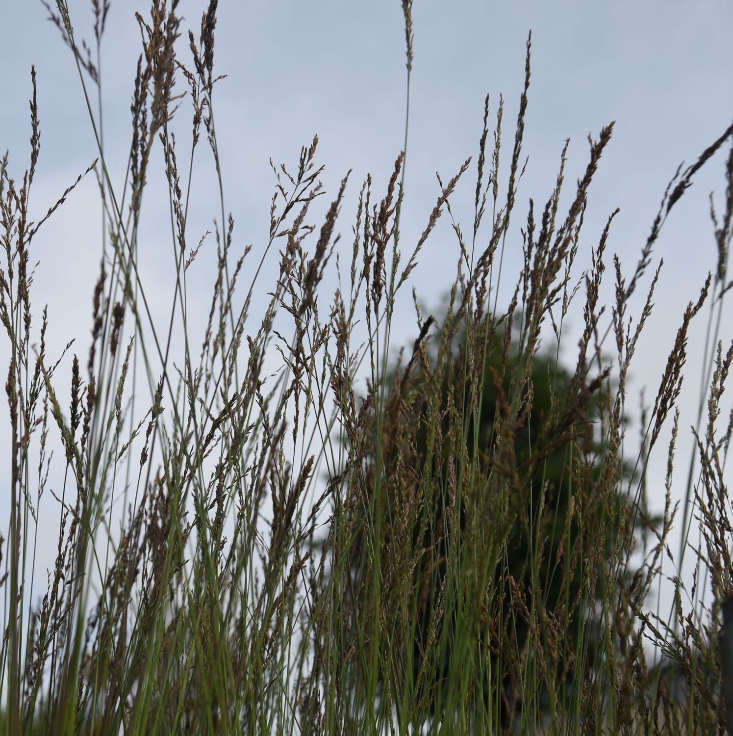 Molinia caerulea 'Edith Dudszus' Molinia caerulea 'Edith Dudszus'