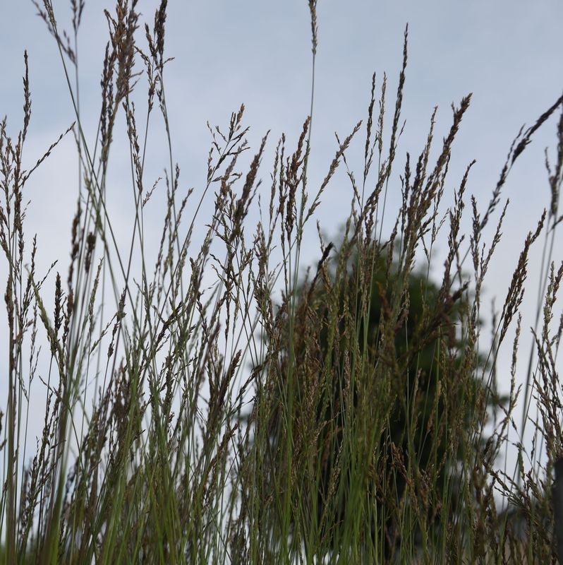 Molinia caerulea 'Edith Dudszus'