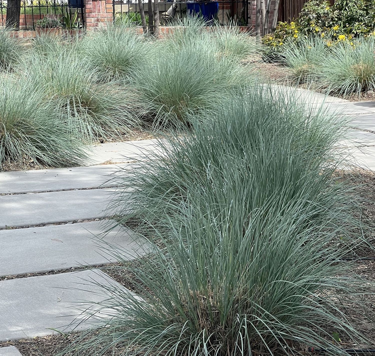 Helictotrichon sempervirens 'Saphirsprudel' Helictotrichon sempervirens 'Saphirsprudel'