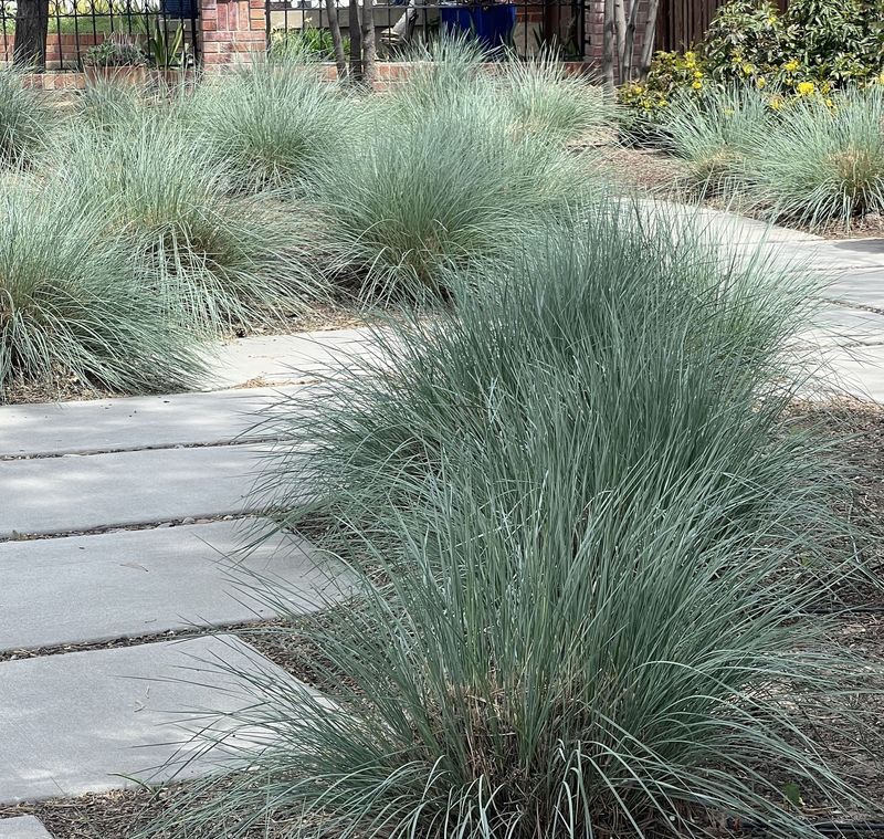 Helictotrichon sempervirens 'Saphirsprudel'