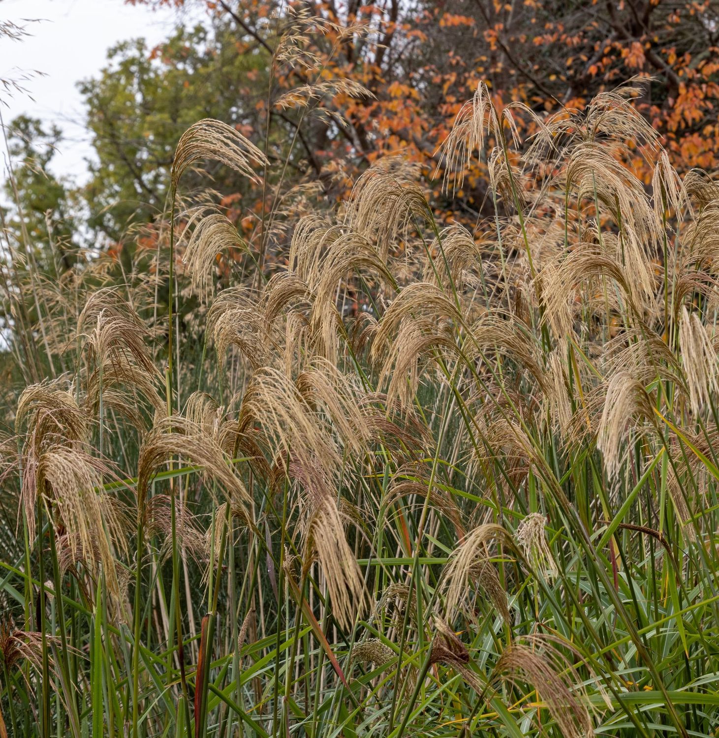 Miscanthus sinensis 'nepalensis' Miscanthus sinensis 'nepalensis'