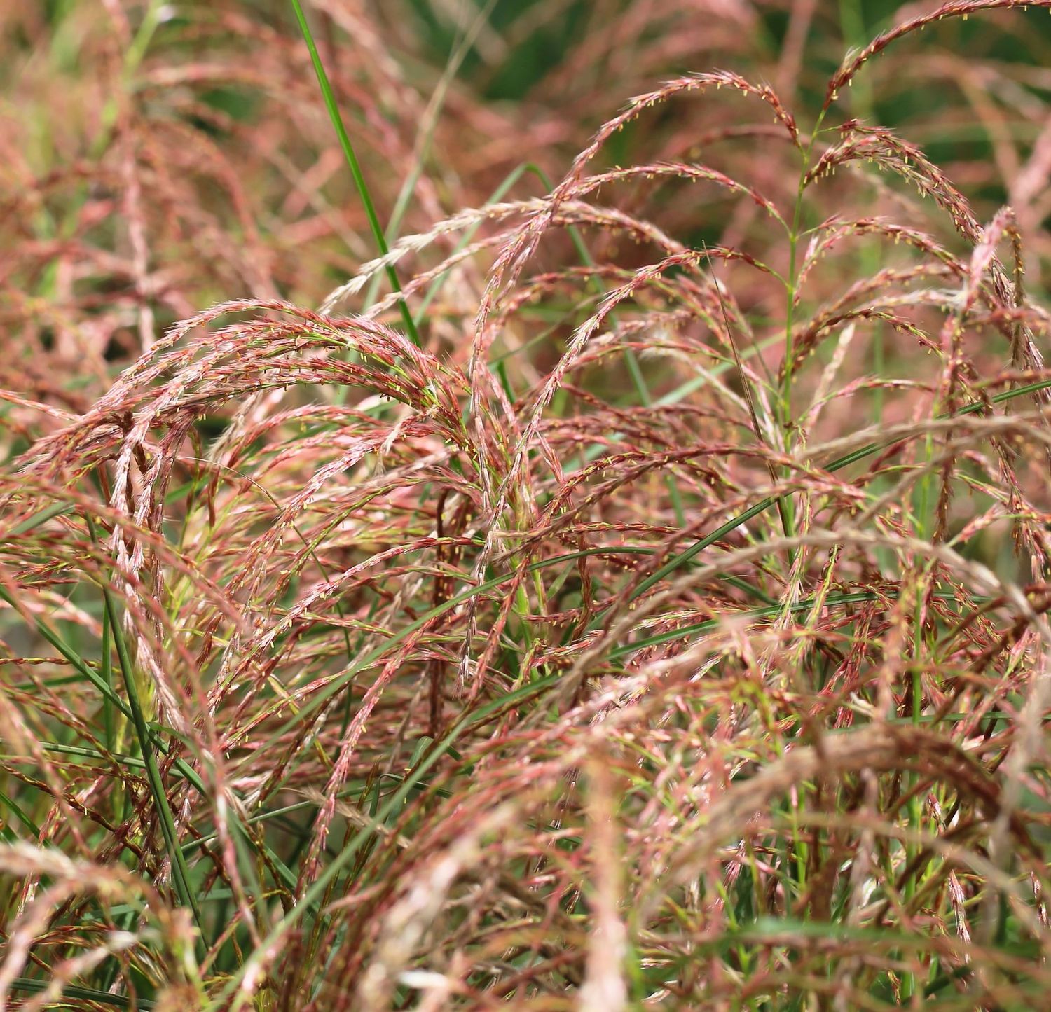 Miscanthus sinensis 'Red Chief'